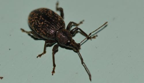 Réf. 330 938 : Otiorhynchus aurifer